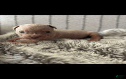 American Bully dogs for sale: Simba - Image 7
