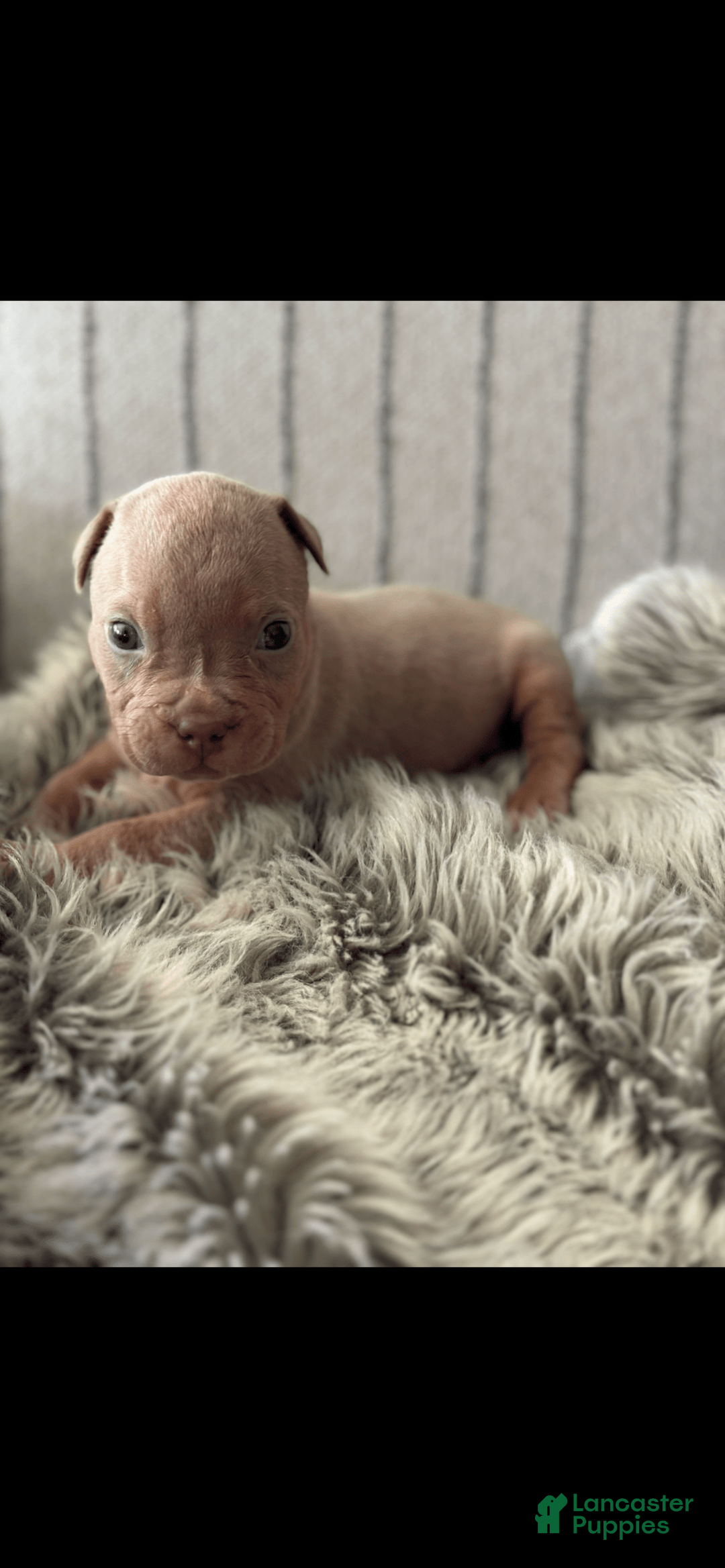 American Bully dogs for sale: Simba - Image 7