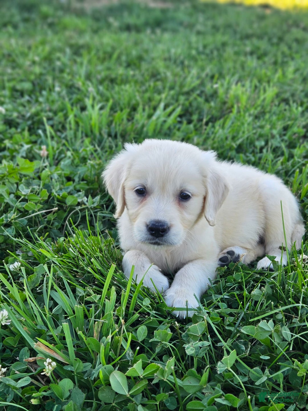 Golden Retriever dogs for sale: Emma - Image 2