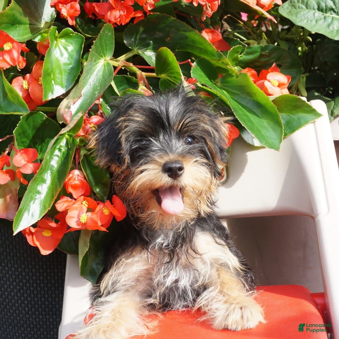 Yorkshire Terrier dogs for sale: Alyssa - Image 3