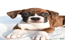 Boxer dogs for sale: Melody - Image 6