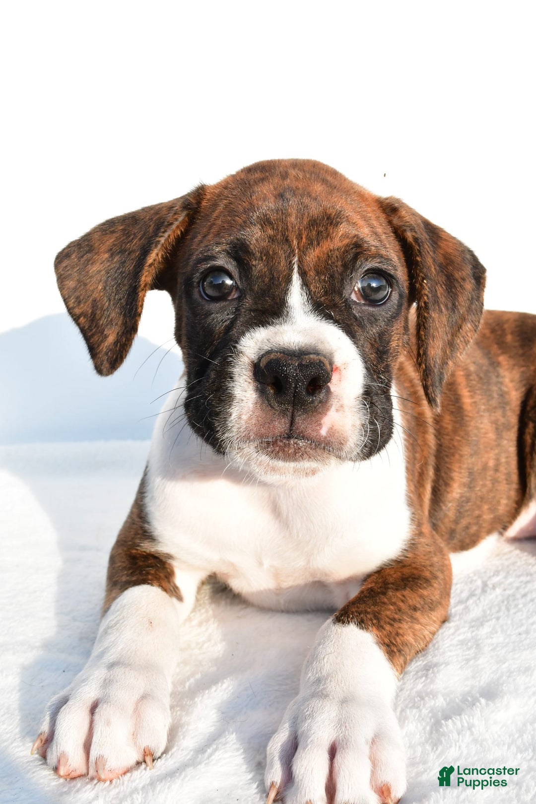 Boxer dogs for sale: Melody - Image 6
