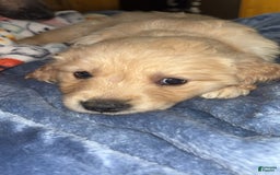 Golden Retriever dogs for sale: No Name - Image 3
