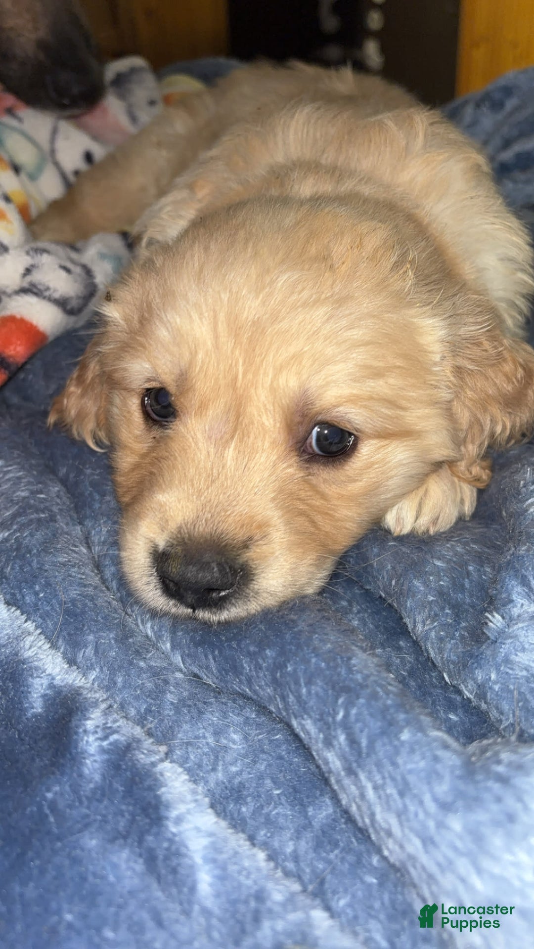 Golden Retriever dogs for sale: No Name - Image 3