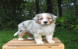 Australian Shepherd dogs for sale: Jasper - Image 2