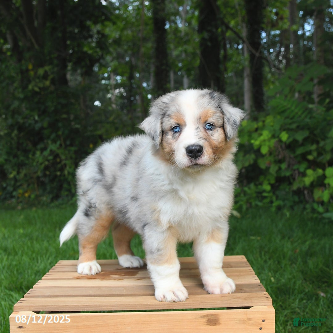 Australian Shepherd dogs for sale: Jasper - Image 2