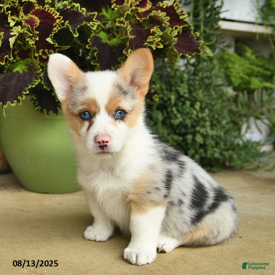 Welsh Corgi Pembroke dogs for sale: Nutmeg - Image 5