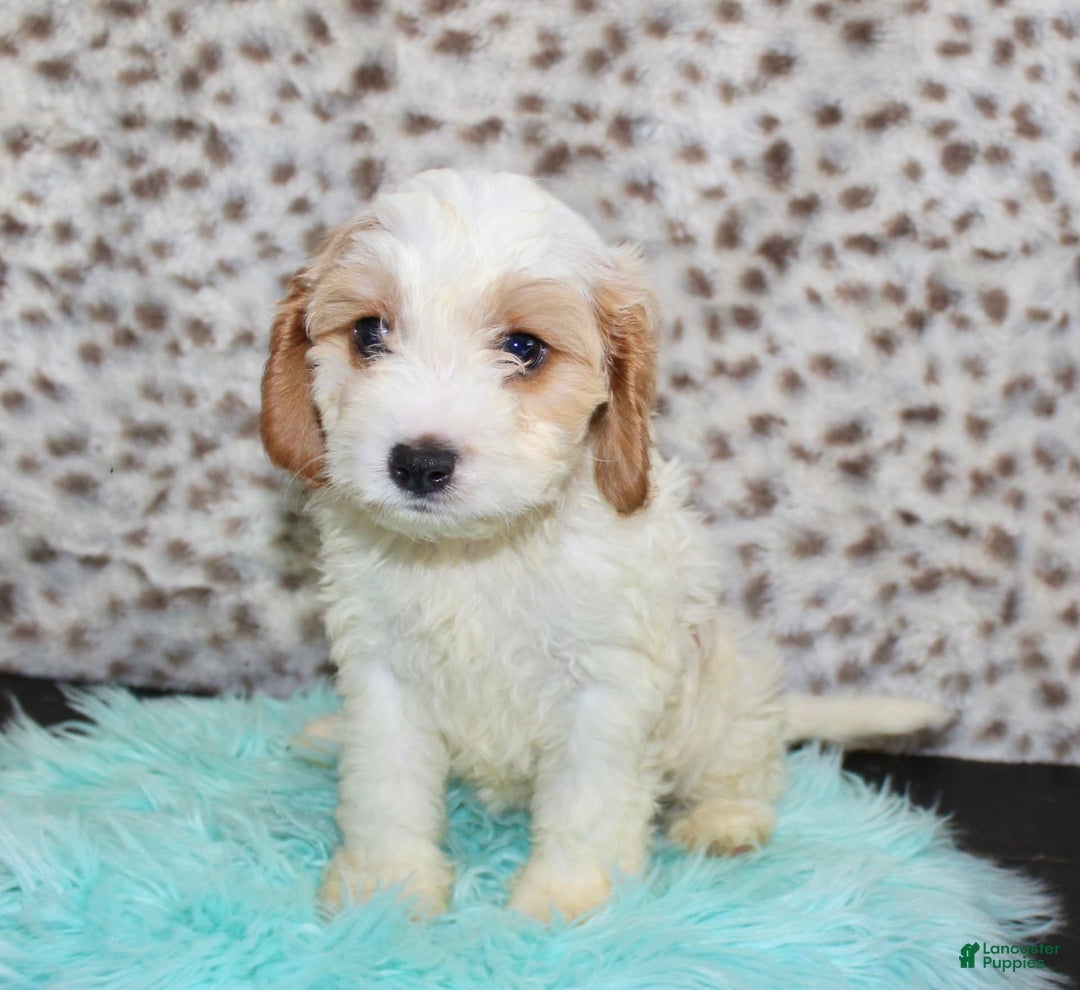 Cavapoo dogs for sale: Cavapoo 7 puppies - Image 37
