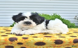 Teddy Bear dogs for sale: Jay - Image 4