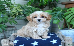 Maltipoo dogs for sale: Cindy - Image 1