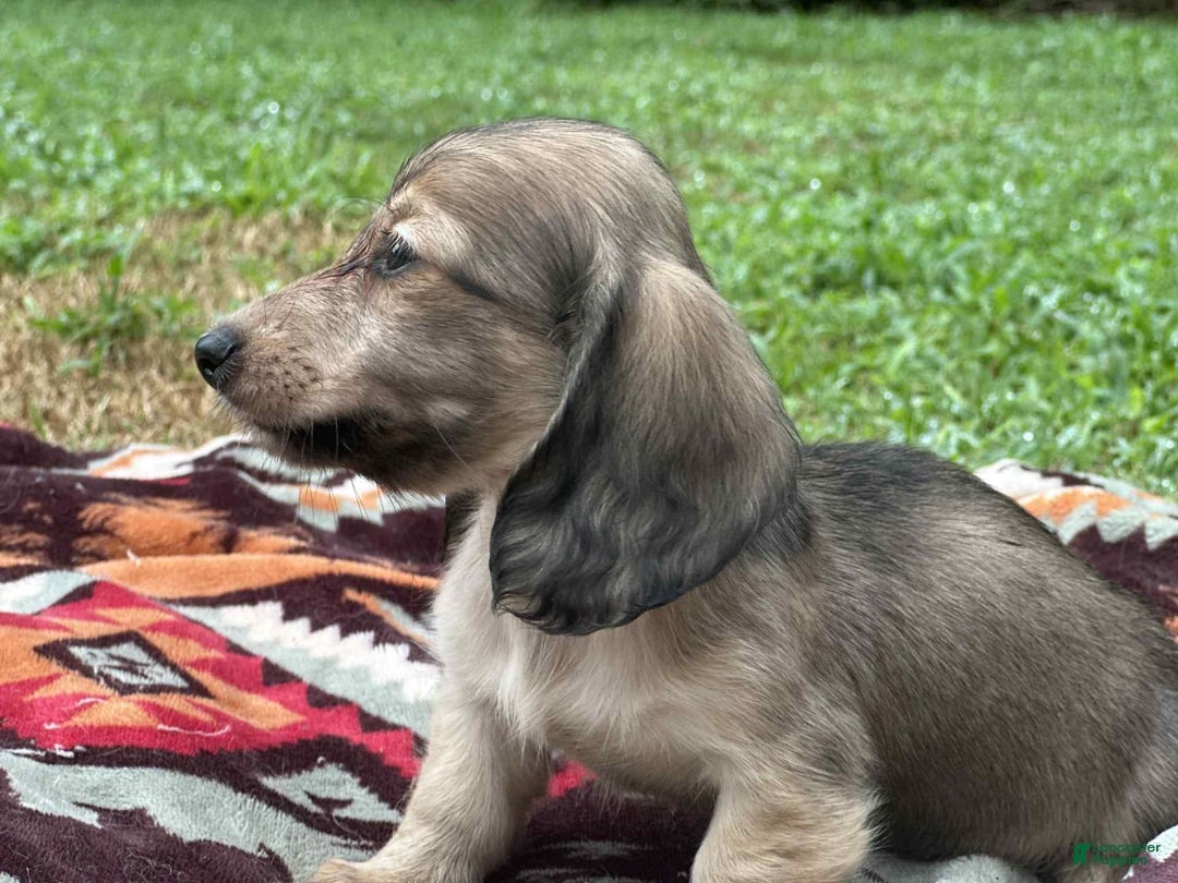 Miniature Dachshund dogs for sale: Goldie - Image 6