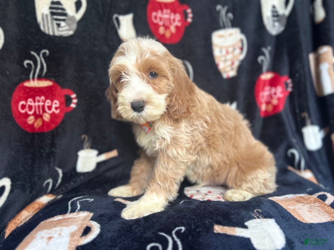 Cockapoo dogs for sale: Kilo - Image 8