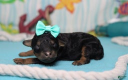 Toy Poodle dogs for sale: Jubilee - Image 4