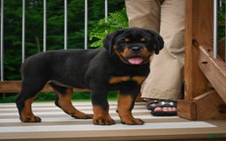 Rottweiler dogs for sale: Clair Bear - Image 4