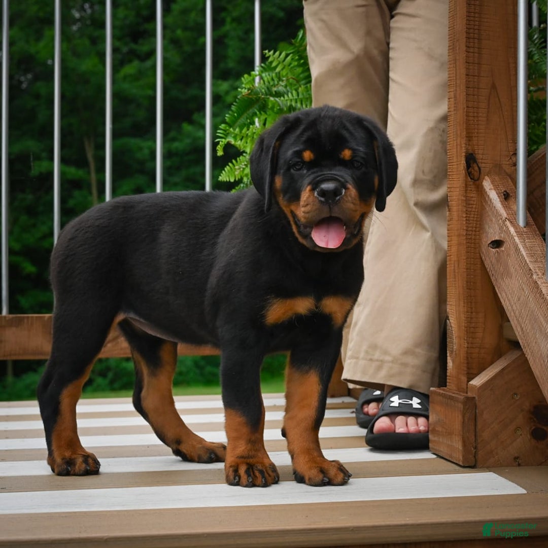 Rottweiler dogs for sale: Clair Bear - Image 4