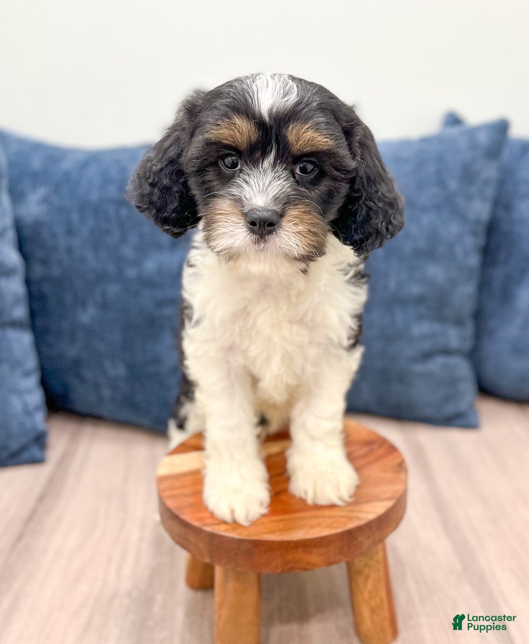 Cavapoo dogs for sale: Max - Image 3