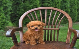 Toy Poodle dogs for sale: Peanut   Extra Small - Image 6