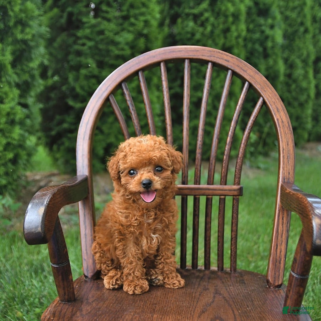 Toy Poodle dogs for sale: Peanut   Extra Small - Image 6