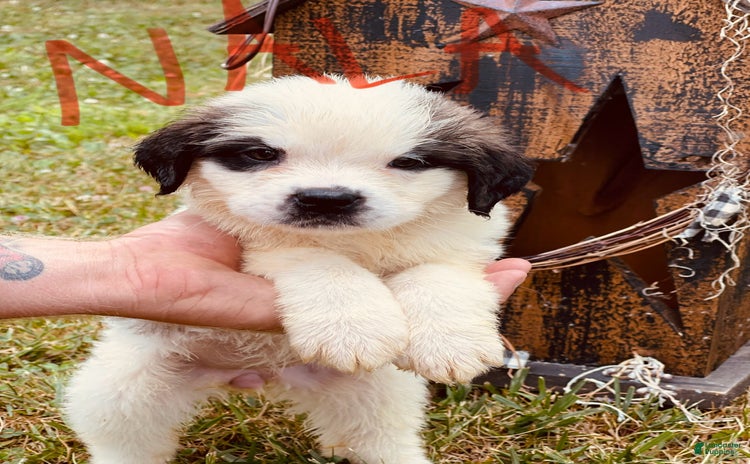 Saint Bernard dogs for sale - Ad 4