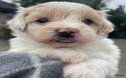 Maltipoo dogs for sale: Willy - Image 1