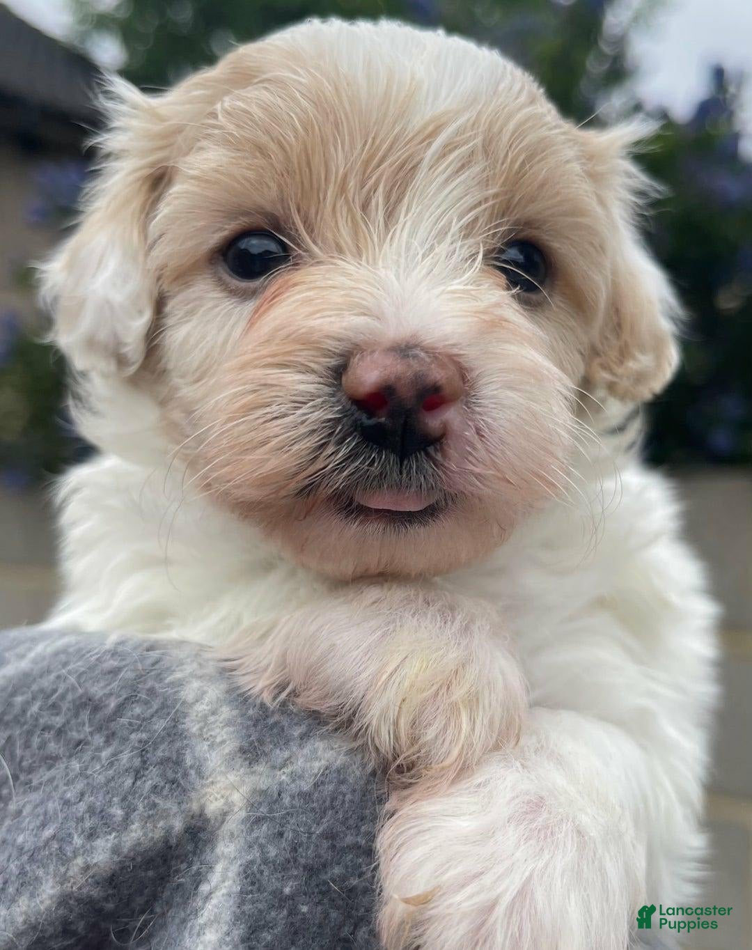 Maltipoo dogs for sale: Willy - Image 1