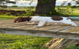 German Shorthaired Pointer dogs for sale: Remmy - Image 3