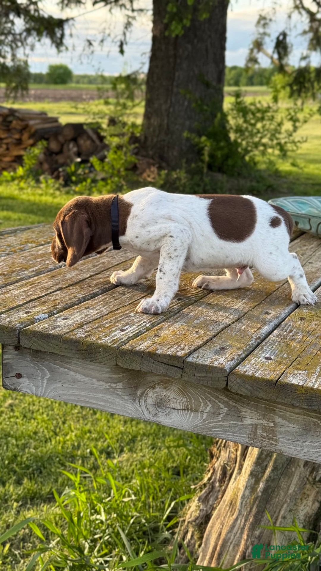 German Shorthaired Pointer dogs for sale: Remmy - Image 3