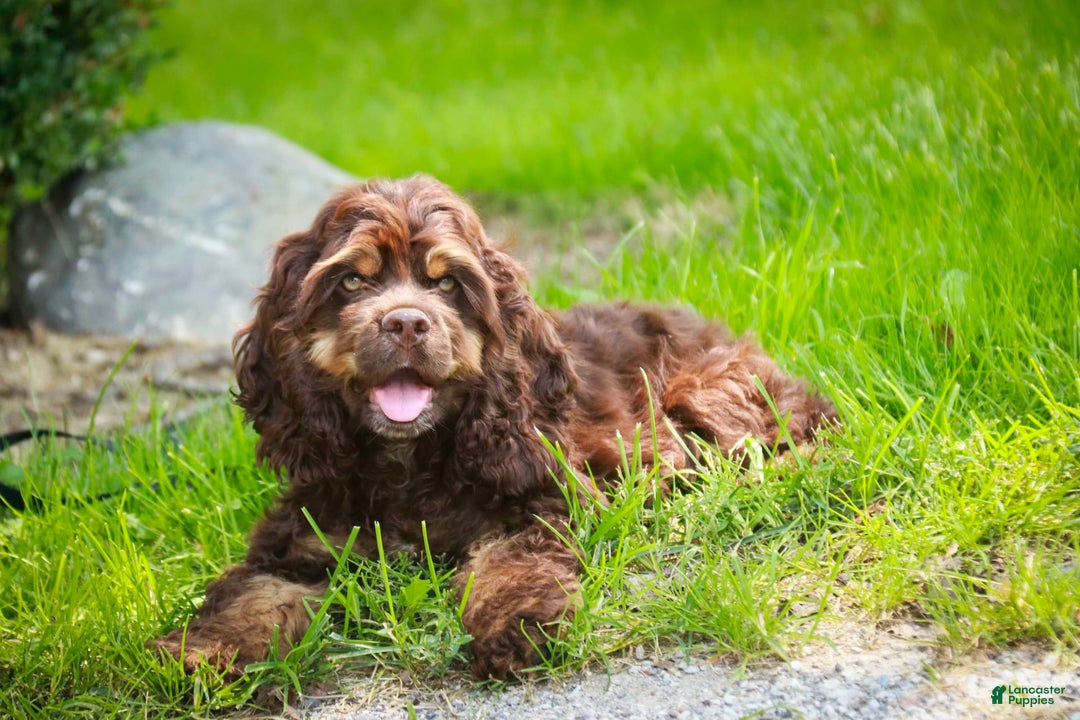 Cocker Spaniel dogs for sale: Dane - Image 4