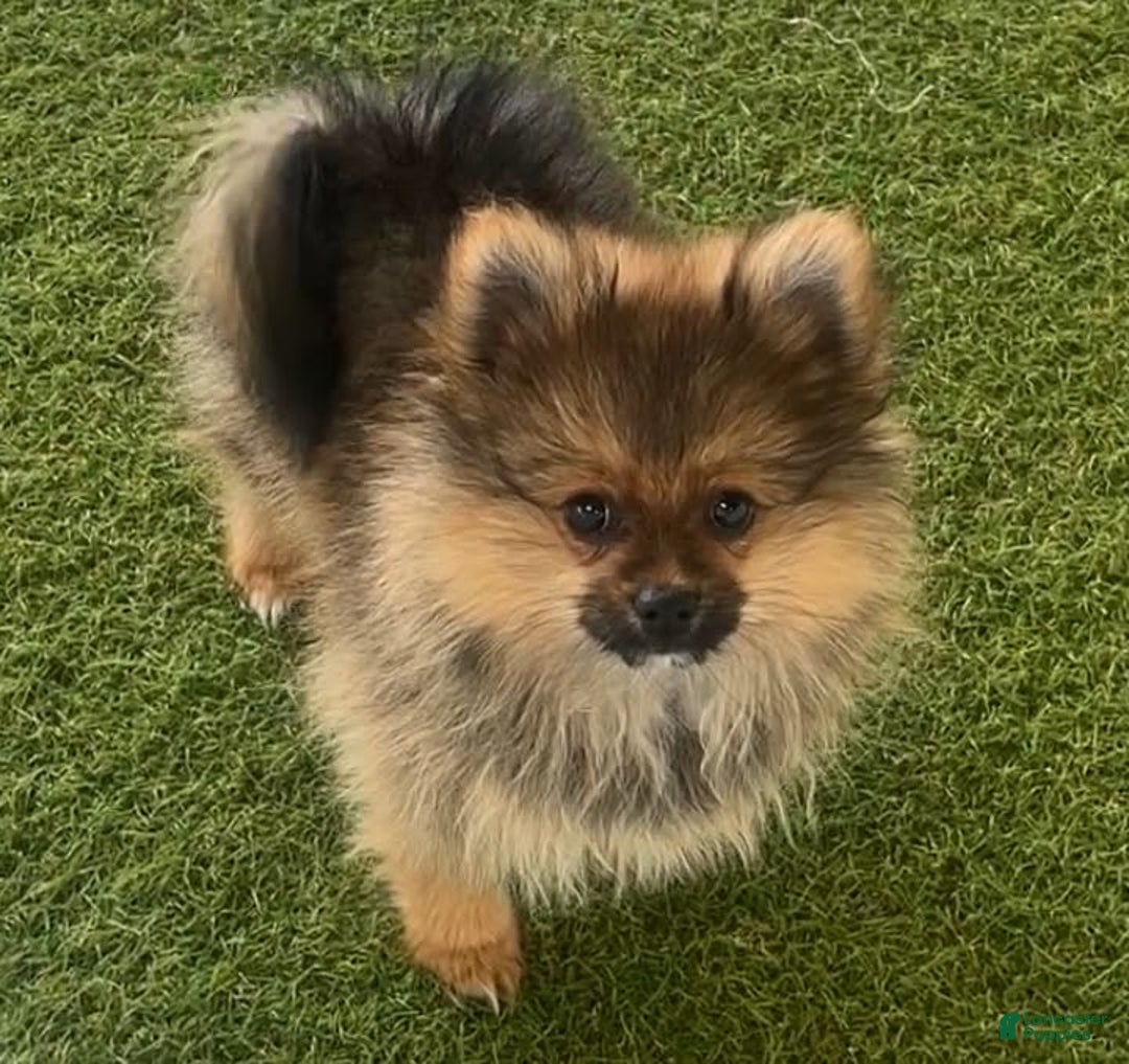 Pomeranian dogs for sale: Peaches - Image 1