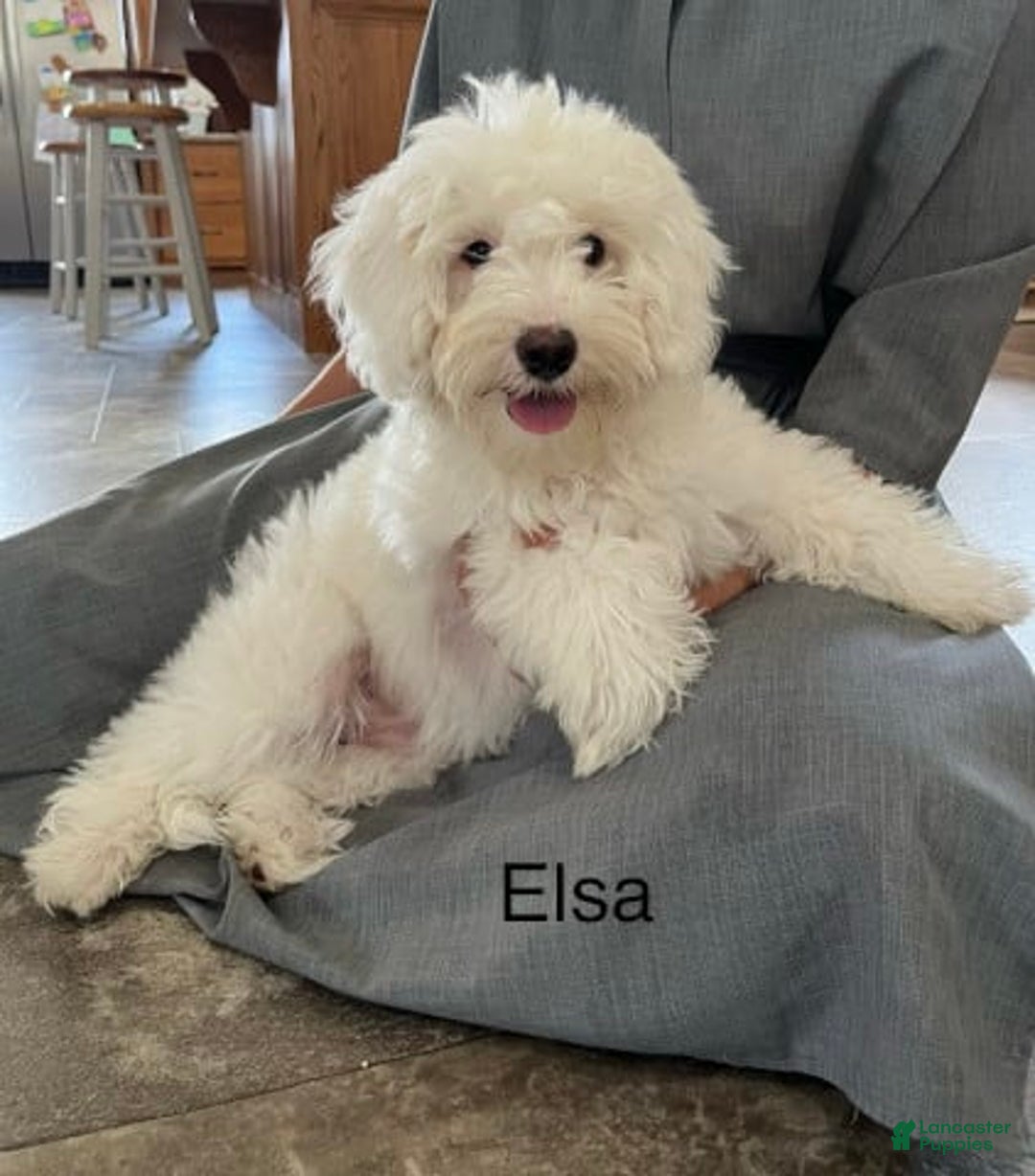 Cockapoo dogs for sale: Elsa - Image 2