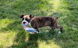 Boxer dogs for sale: River - Image 6