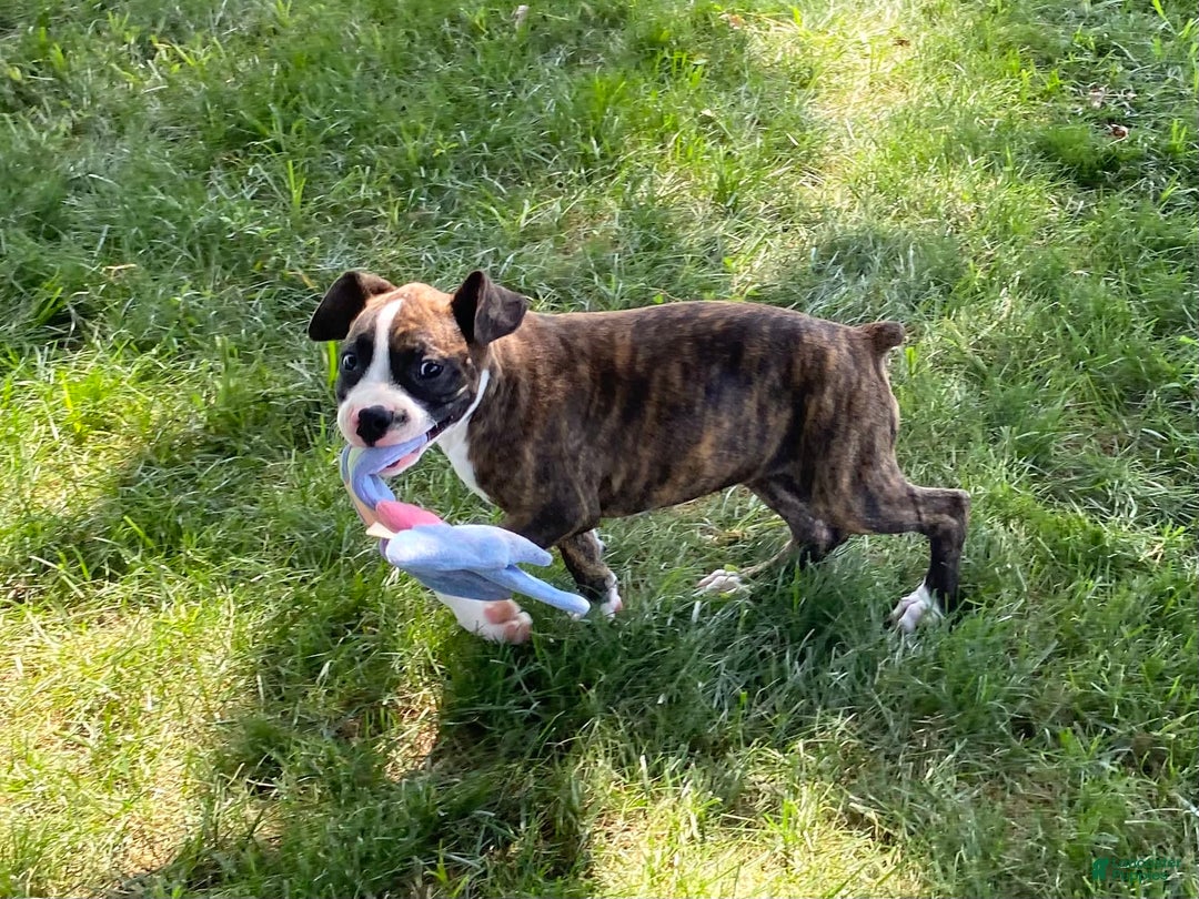 Boxer dogs for sale: River - Image 6