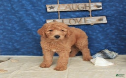 Goldendoodle dogs for sale: Lady - Image 4