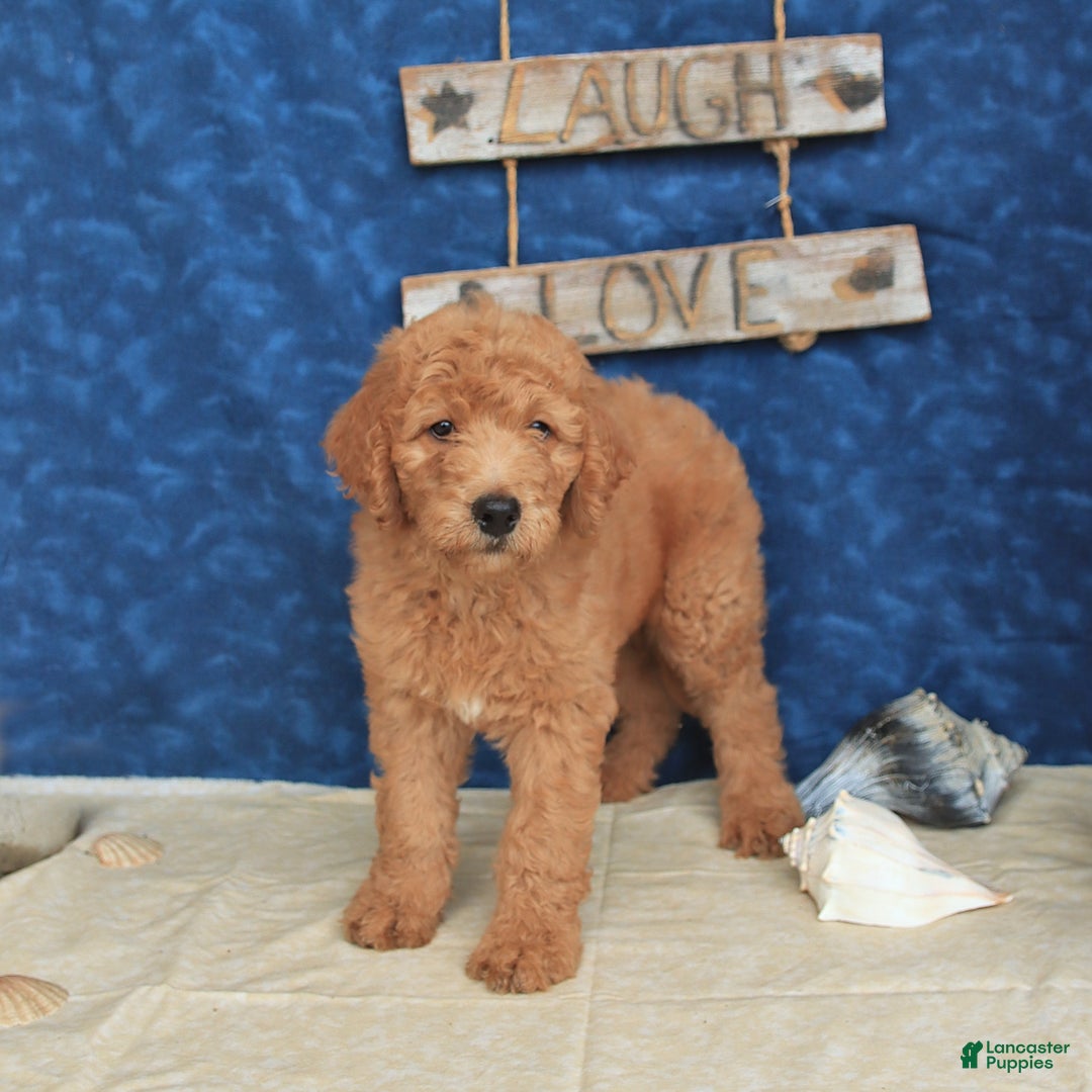 Goldendoodle dogs for sale: Lady - Image 4