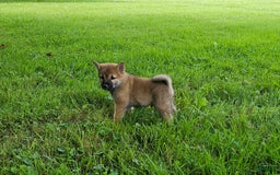 Shiba Inu dogs for sale: Rex - Image 7