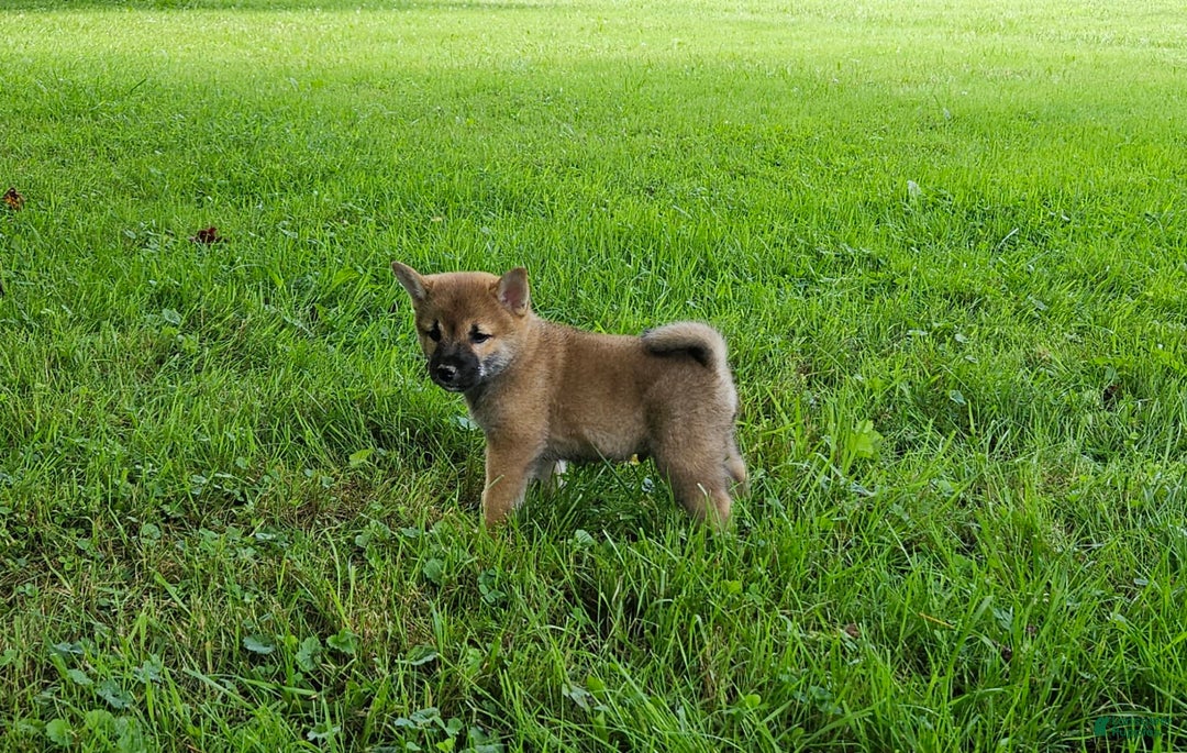 Shiba Inu dogs for sale: Rex - Image 7