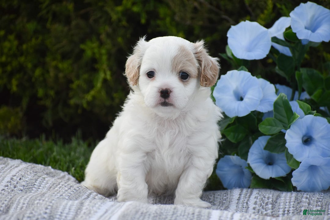Cavapoo dogs for sale: Mariah - Image 3