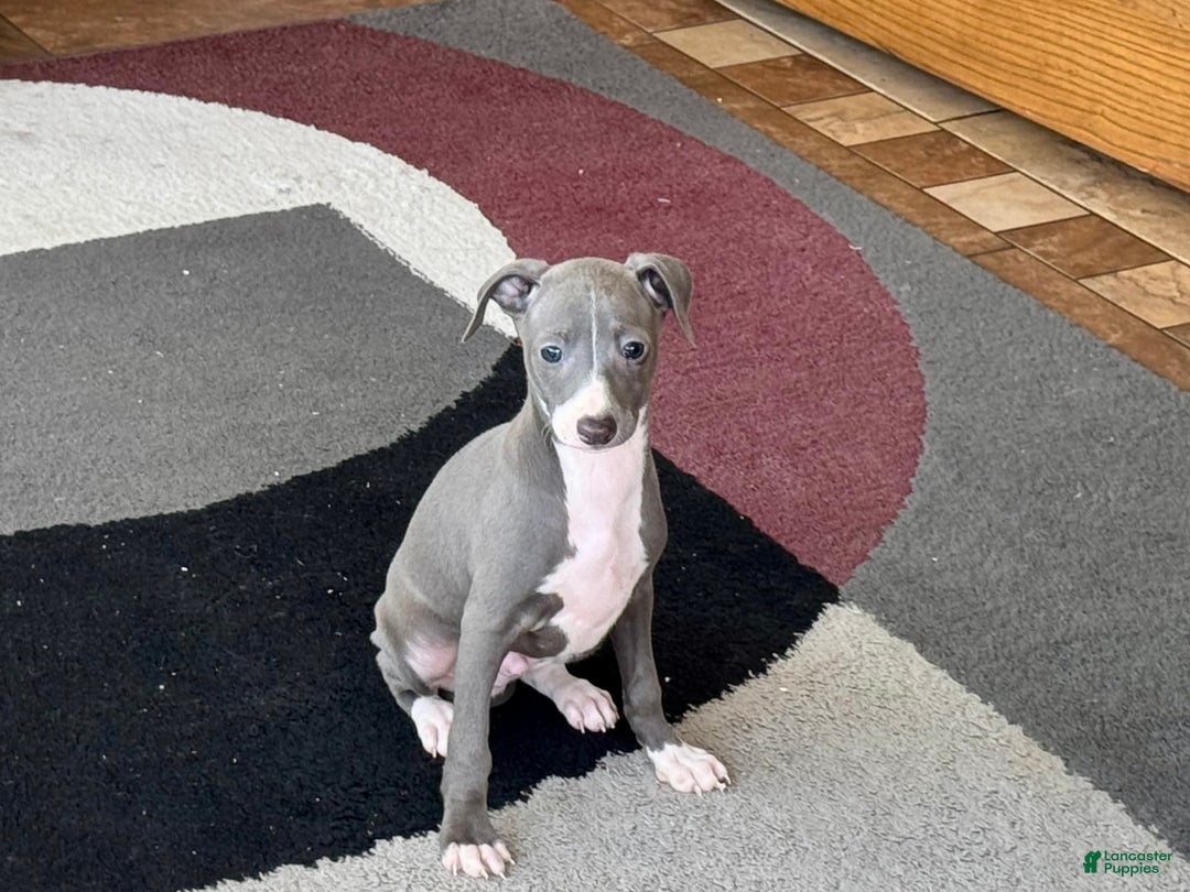 Italian Greyhound dogs for sale: Pj - Image 8