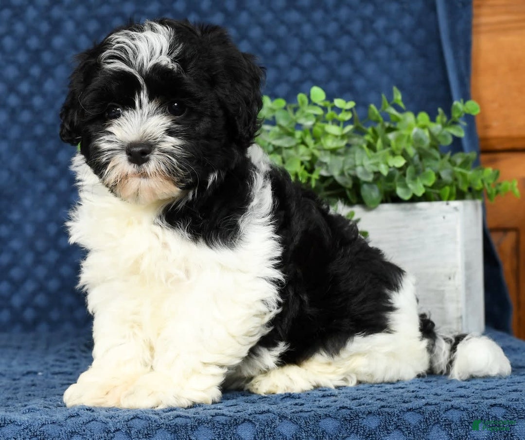 Havapoo dogs for sale: Candace - Image 4