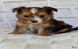 Morkie dogs for sale: Dema - Image 1