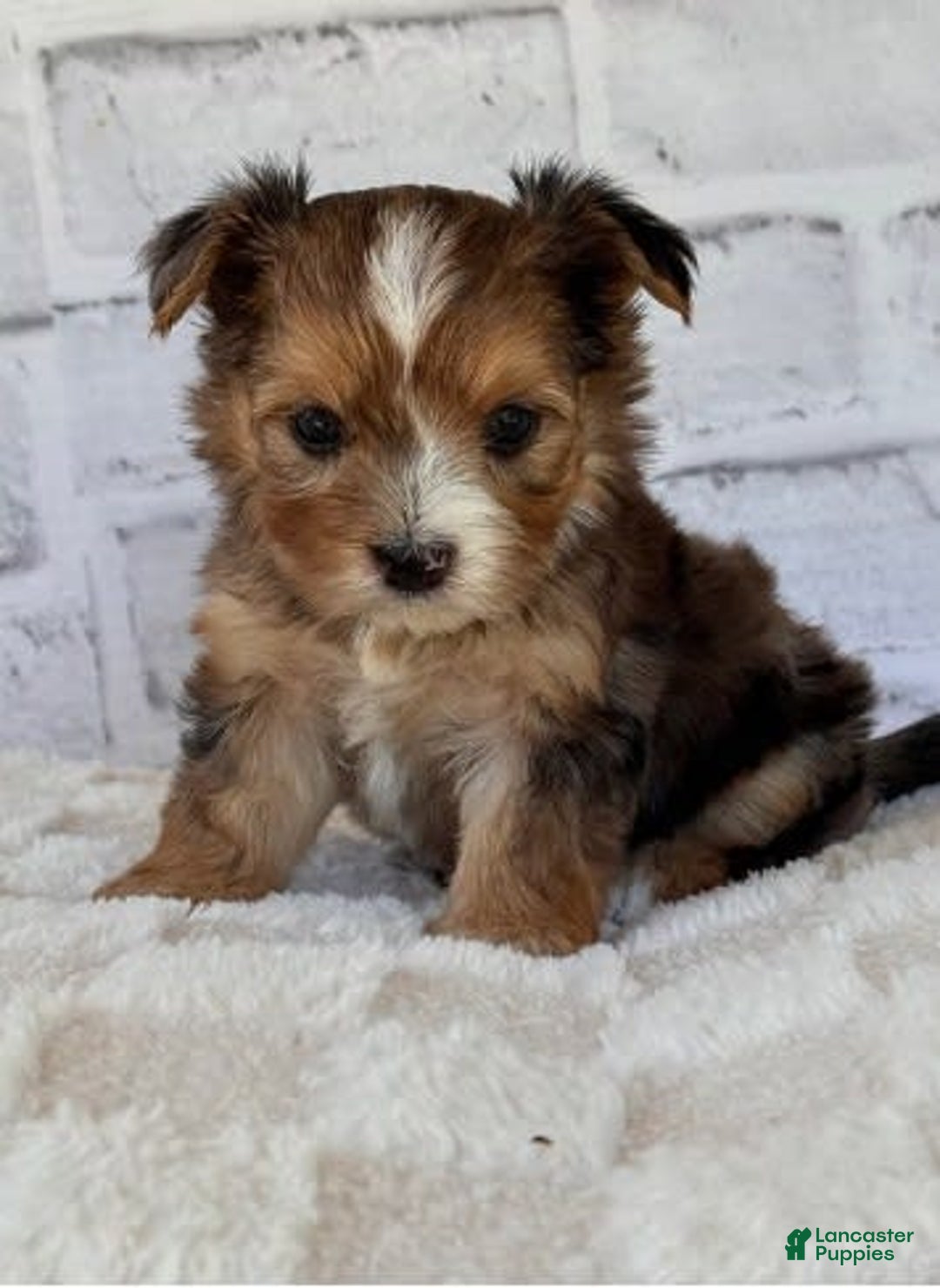 Morkie dogs for sale: Dema - Image 1