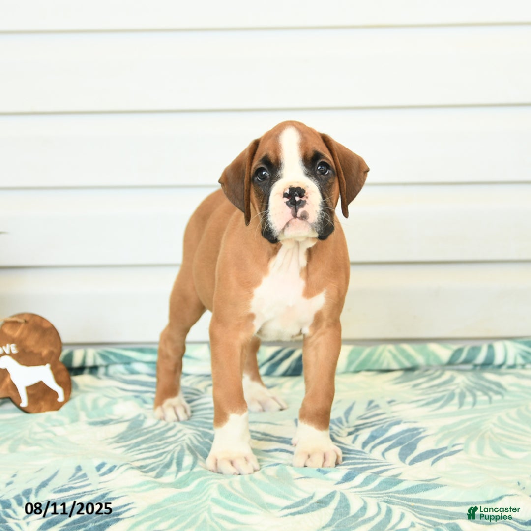Boxer dogs for sale: Justin - Image 4