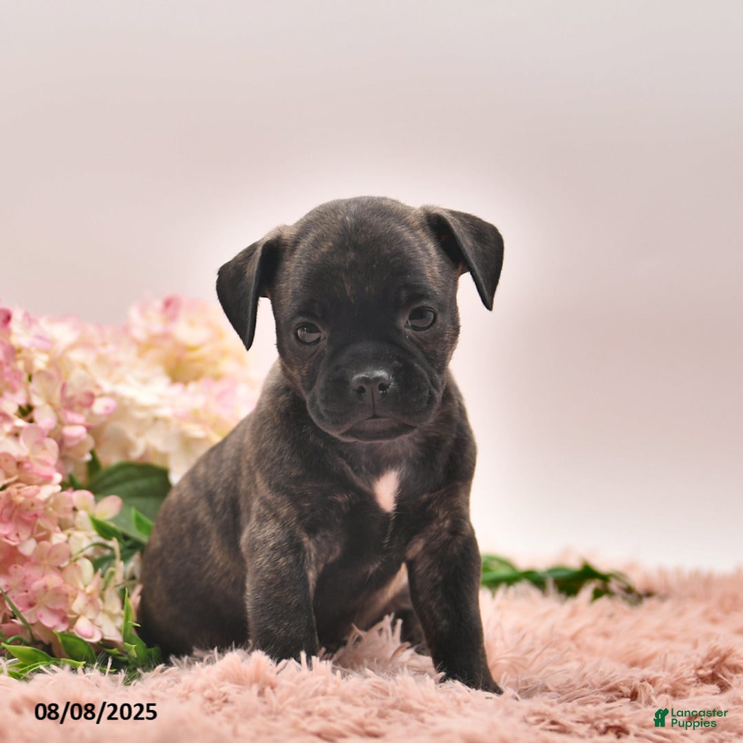 Boston Terrier dogs for sale: Stanley - Image 4