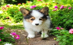 Welsh Corgi Pembroke dogs for sale: Trixie Fluffy - Image 16