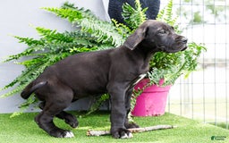 Great Dane dogs for sale: Krista - Image 22