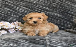 Maltipoo dogs for sale: Tiny - Image 2