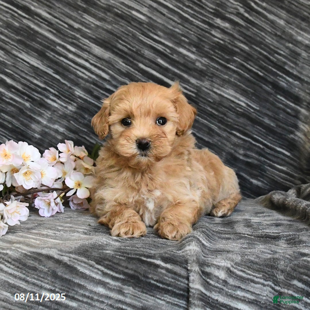 Maltipoo dogs for sale: Tiny - Image 2