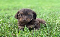 Aussiedoodle dogs for sale: Atlas - Image 3