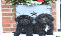 Toy Poodle dogs for sale: Kassia - Image 6