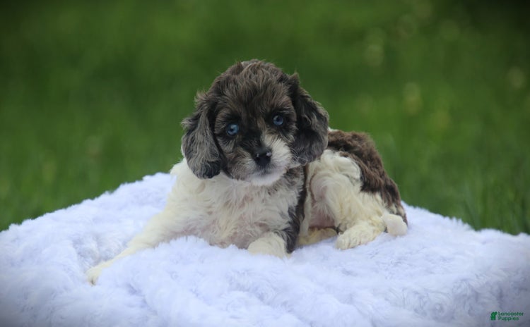 Cockapoo dogs for sale - Ad 2